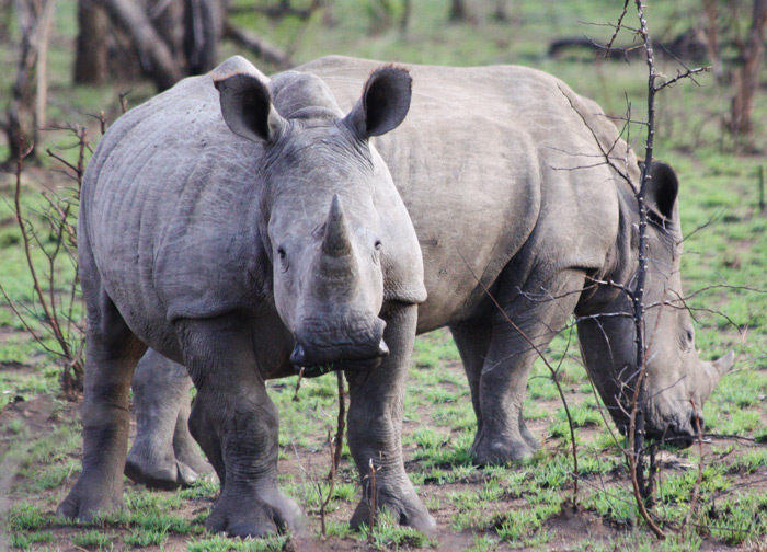 fun facts about rhinos
