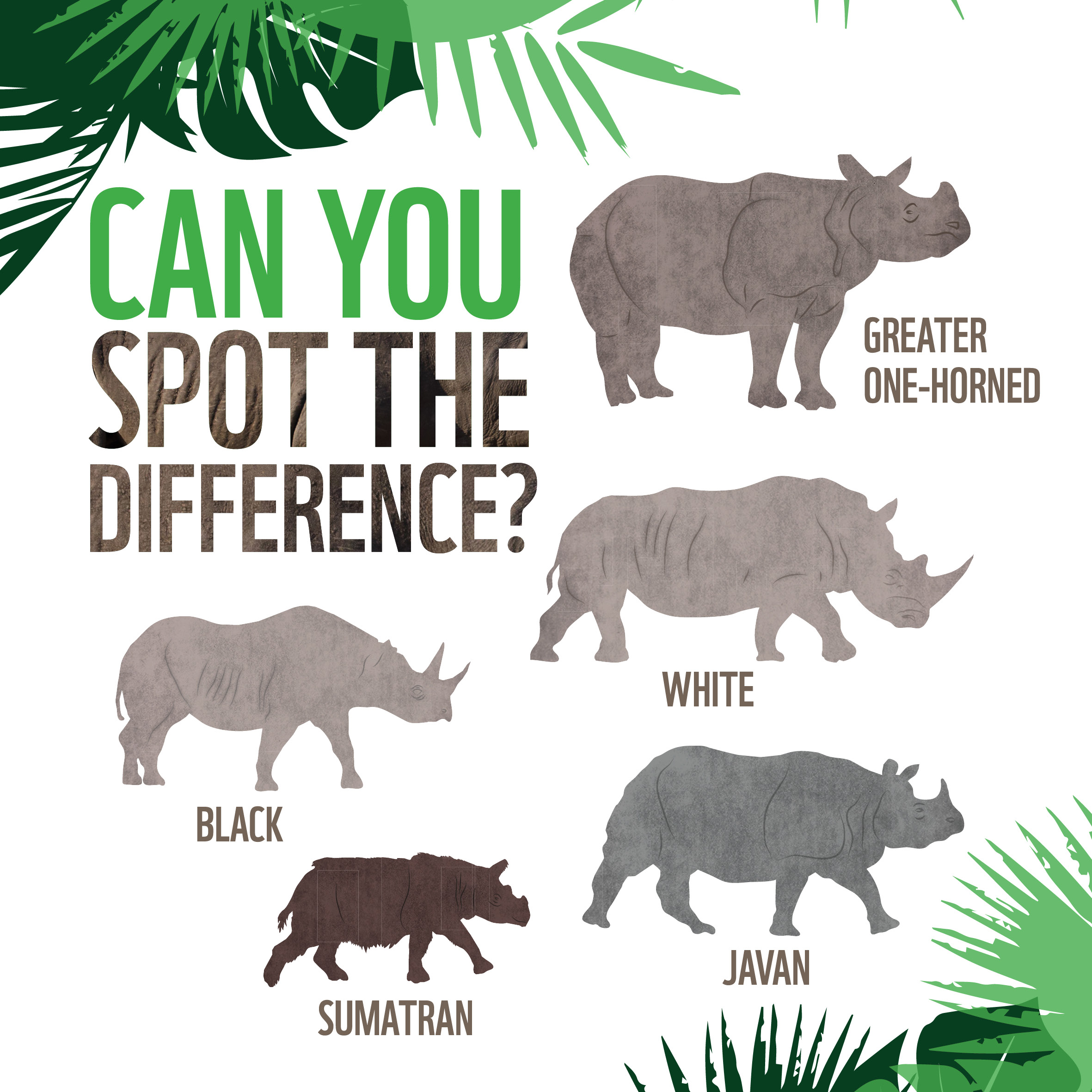fun facts about rhinos
